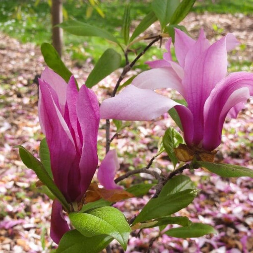 Magnolie 'Betty' Topf, 2L