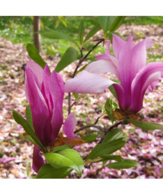 Magnolie 'Betty' Topf, 2L