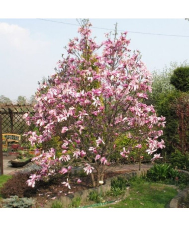 Magnolie 'Betty' Topf, 2L