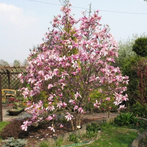 Magnolie 'Betty' Topf, 2L