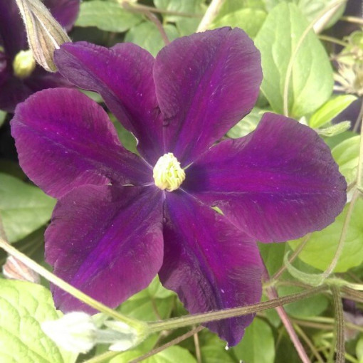 Set aus 4 Stück - Clematis im 4L Topf