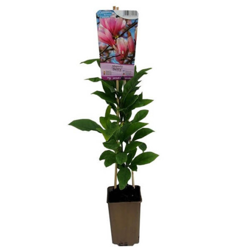 Magnolie 'Betty' Topf, 2L