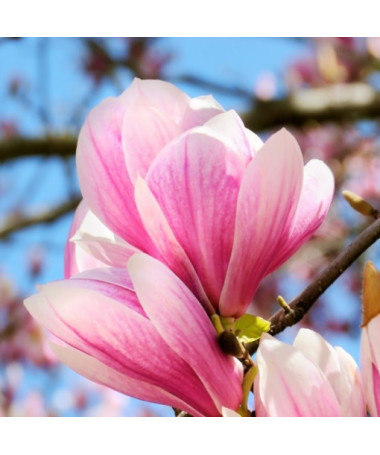 Magnolie 'Betty' P9/C1