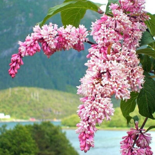Flieder Syringa Reflexa Topf, 2L