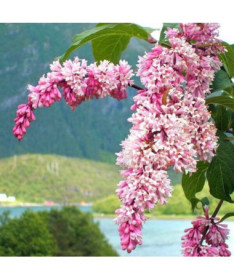 Flieder Syringa Reflexa Topf, 2L