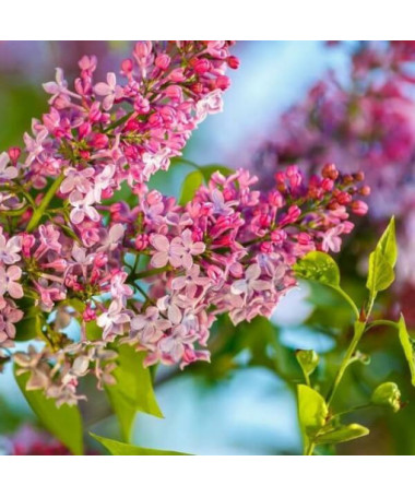 Flieder Syringa Reflexa Topf, 2L