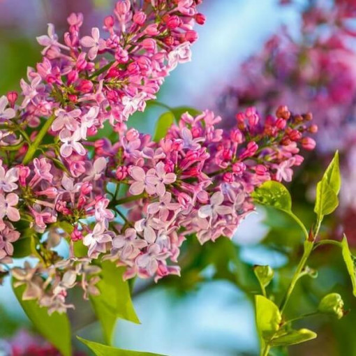 Flieder Syringa Reflexa P9/C1