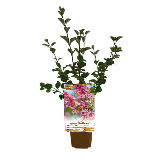 Flieder Syringa Reflexa P9/C1