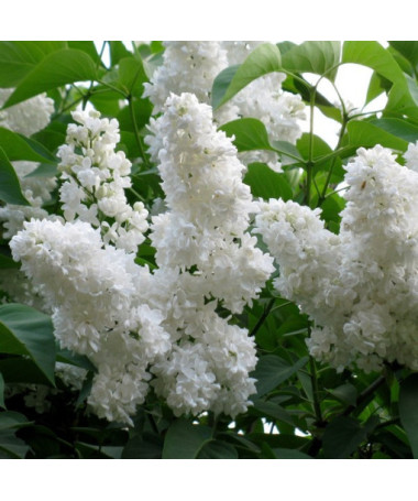 Flieder gewöhnlicher 'Mme Florent Stepman' P9/C1