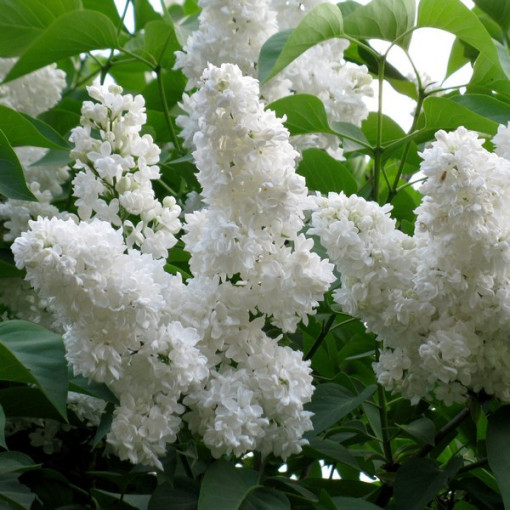 Flieder gewöhnlicher 'Mme Florent Stepman' P9/C1