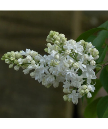 Kanadischer Flieder (Syringa) 'Agnes Smith' Topf, 2L