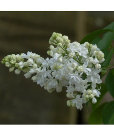 Kanadischer Flieder (Syringa) 'Agnes Smith' Topf, 2L