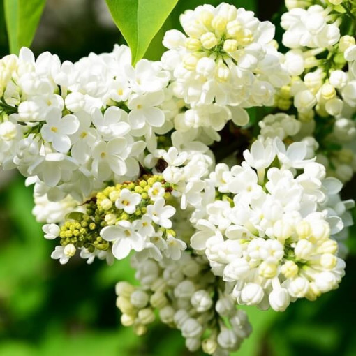 Kanadischer Flieder (Syringa) 'Agnes Smith' Topf, 2L