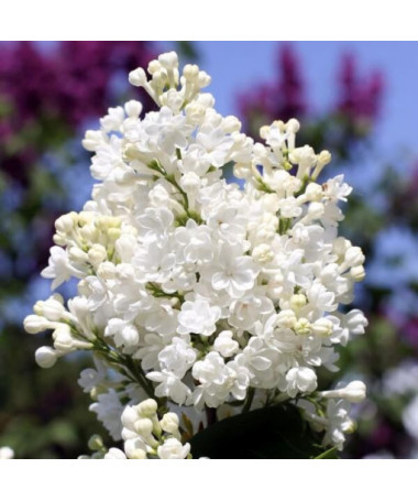 Kanadischer Flieder (Syringa) 'Agnes Smith' P9/C1