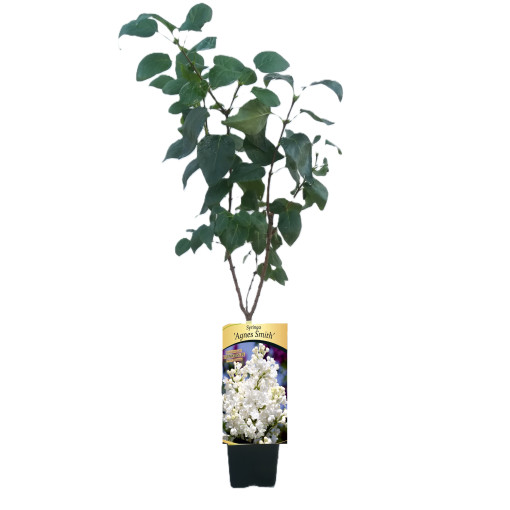 Kanadischer Flieder (Syringa) 'Agnes Smith' P9/C1