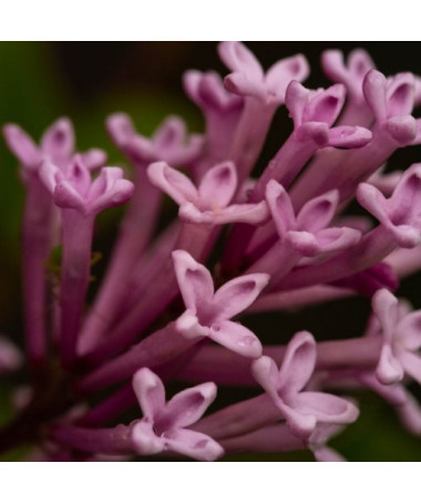 Ungarischer Flieder (Syringa) 'Josika' P9/C1