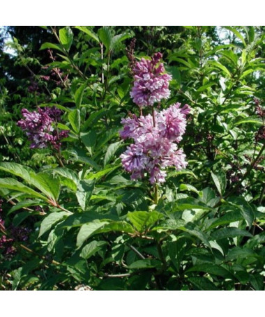 Ungarischer Flieder (Syringa) 'Josika' P9/C1