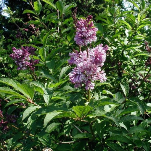 Ungarischer Flieder (Syringa) 'Josika' P9/C1