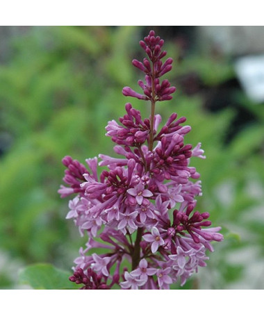 Flieder (Syringa) 'Royalty', Topf, 2L