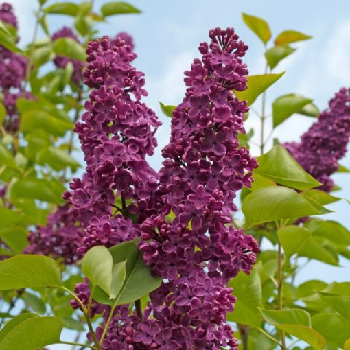 Flieder (Syringa) 'Royalty' P9/C1