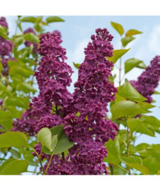 Flieder (Syringa) 'Royalty' P9/C1