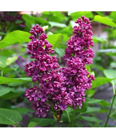 Flieder (Syringa) 'Royalty' P9/C1