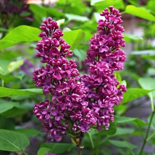 Flieder (Syringa) 'Royalty' P9/C1