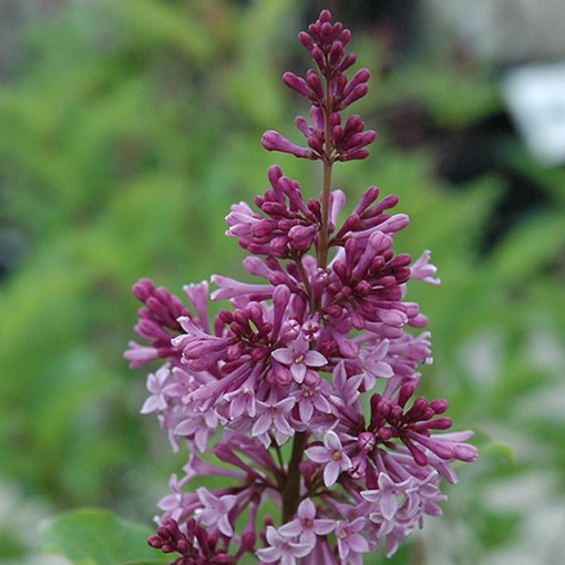Flieder (Syringa) 'Royalty' P9/C1