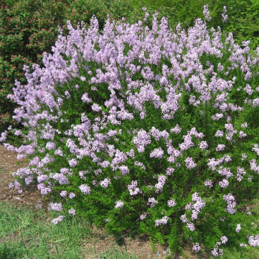 Flieder (Syringa) laciniata 2L Topf