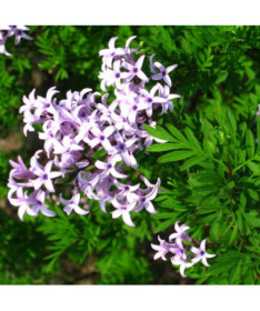 Flieder (Forsythie) Syringa laciniata P9/C1