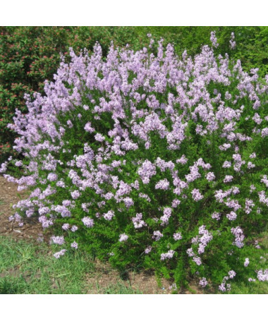 Flieder (Forsythie) Syringa laciniata P9/C1