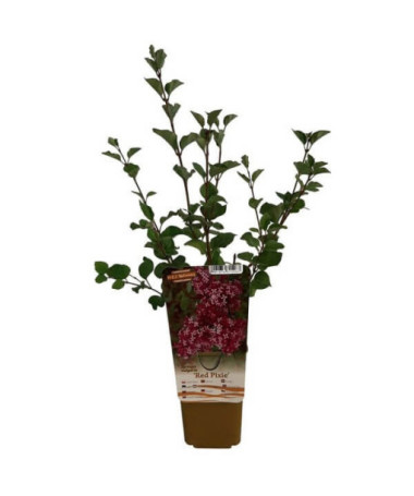 Flieder (Syringa) Red Pixie Topf, 2L