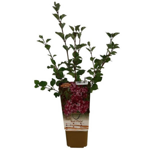 Flieder (Syringa) Red Pixie Topf, 2L
