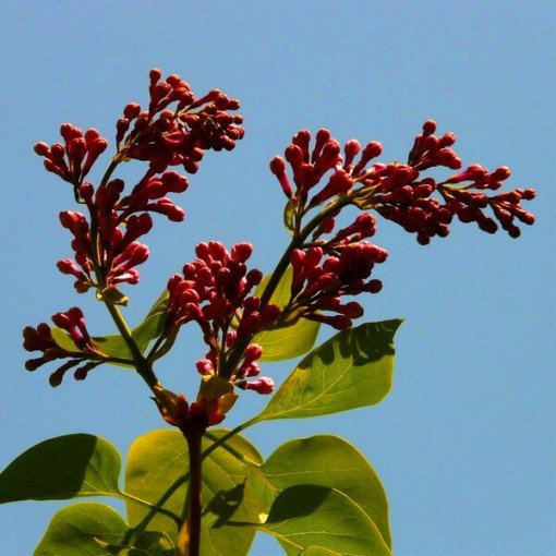 Flieder (Syringa) Red Pixie Topf, 2L