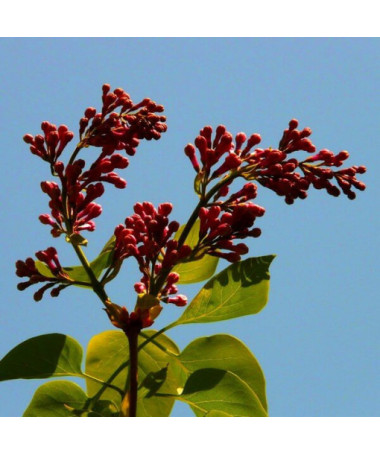 Flieder (Syringa) Red Pixie P9/C1