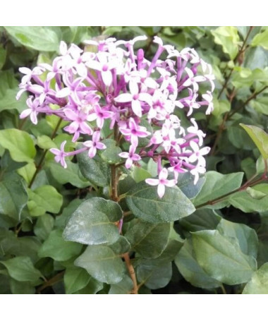 Flieder (Syringa) Red Pixie P9/C1