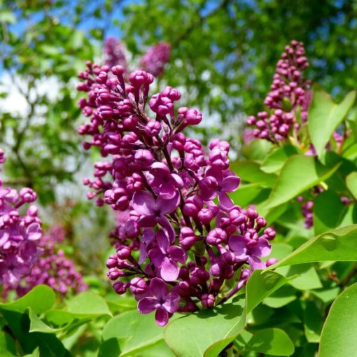 Flieder (Syringa) Prestony 'Elinor' Topf, 2L