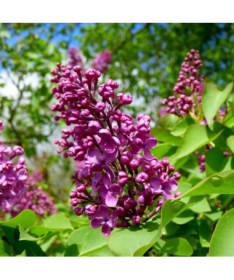 Flieder (Syringa) Prestony 'Elinor' Topf, 2L