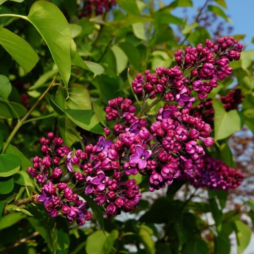 Flieder (Syringa) Prestony 'Elinor' Topf, 2L