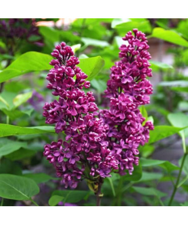 Flieder (Syringa) Prestony 'Elinor' P9/C1