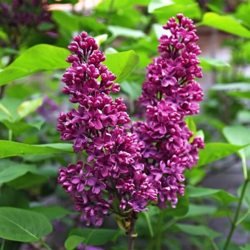 Flieder (Syringa) Prestony 'Elinor' P9/C1