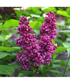 Flieder (Syringa) Prestony 'Elinor' P9/C1