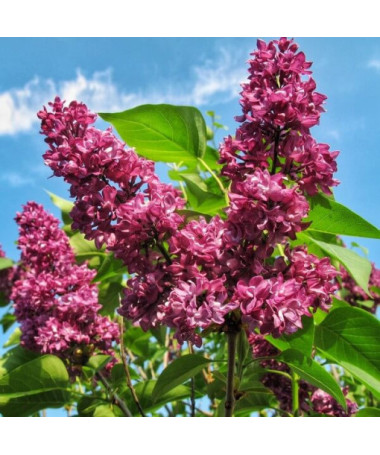 Flieder (Syringa) Prestony 'Elinor' P9/C1