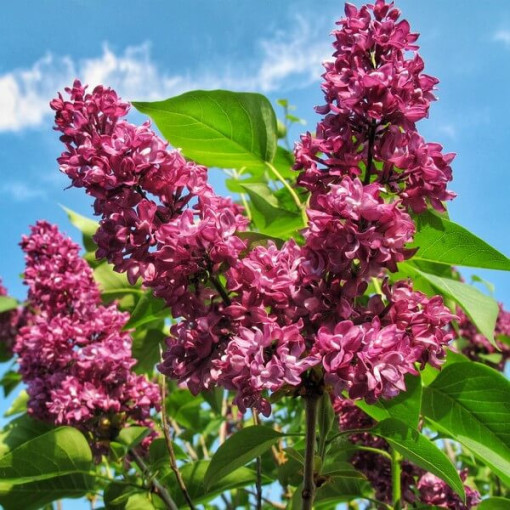 Flieder (Syringa) Prestony 'Elinor' P9/C1