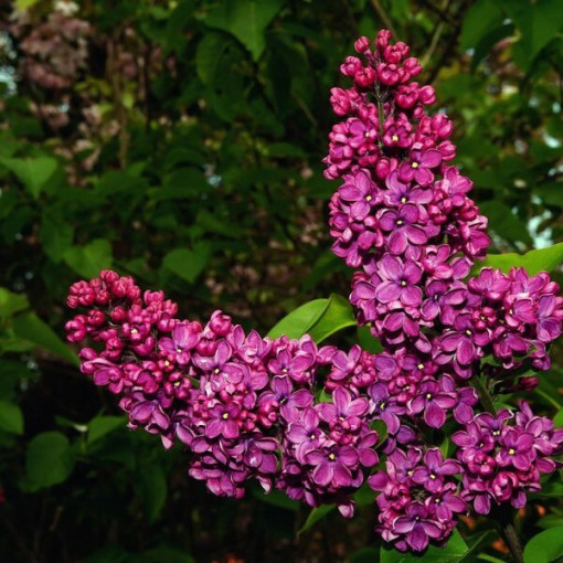 Flieder (Syringa) Prestony 'Elinor' P9/C1
