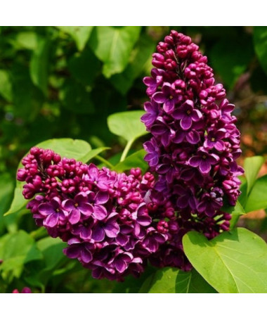 Flieder (Syringa) Gemeiner 'Prince Wolkonsky' Topf, 2L