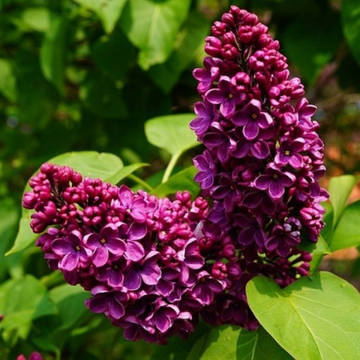 Flieder (Syringa) Gemeiner 'Prince Wolkonsky' Topf, 2L