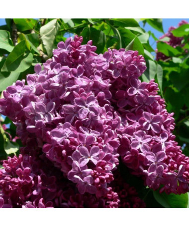 Flieder (Syringa) Gemeiner 'Prince Wolkonsky' Topf, 2L