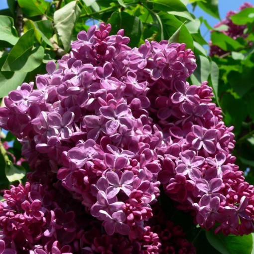 Flieder (Syringa) Gemeiner 'Prince Wolkonsky' Topf, 2L