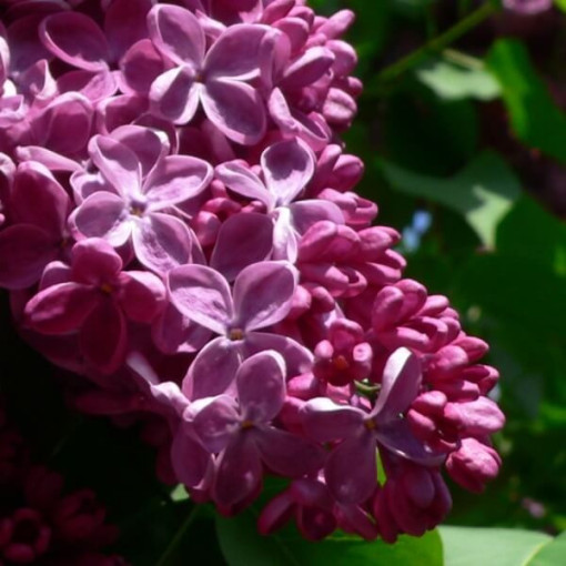 Flieder (Syringa) Gemeiner 'Prince Wolkonsky' Topf, 2L